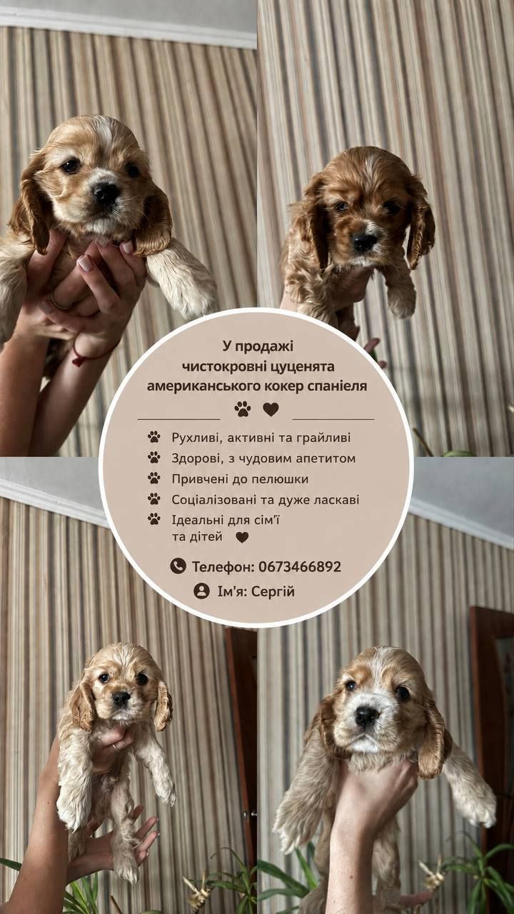 Цуценята американського кокер спаніеля