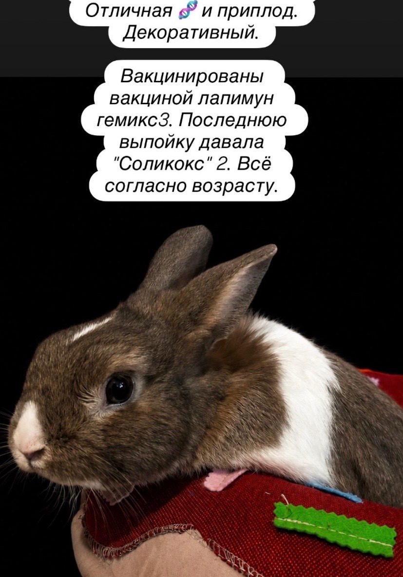 Декоративные кролики