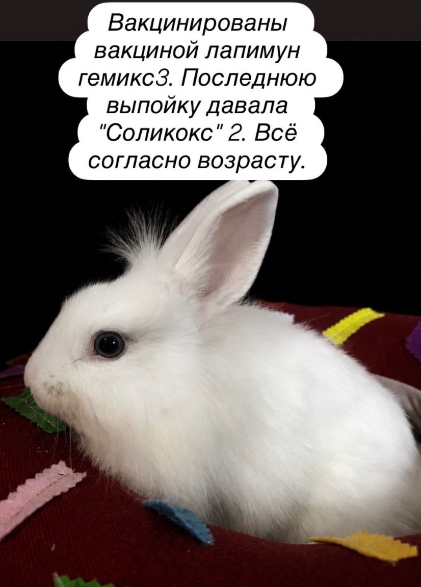 Декоративные кролики