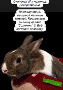 Декоративные кролики