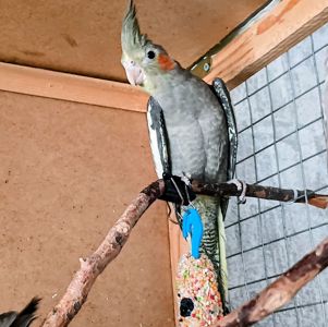 Корела пташеня