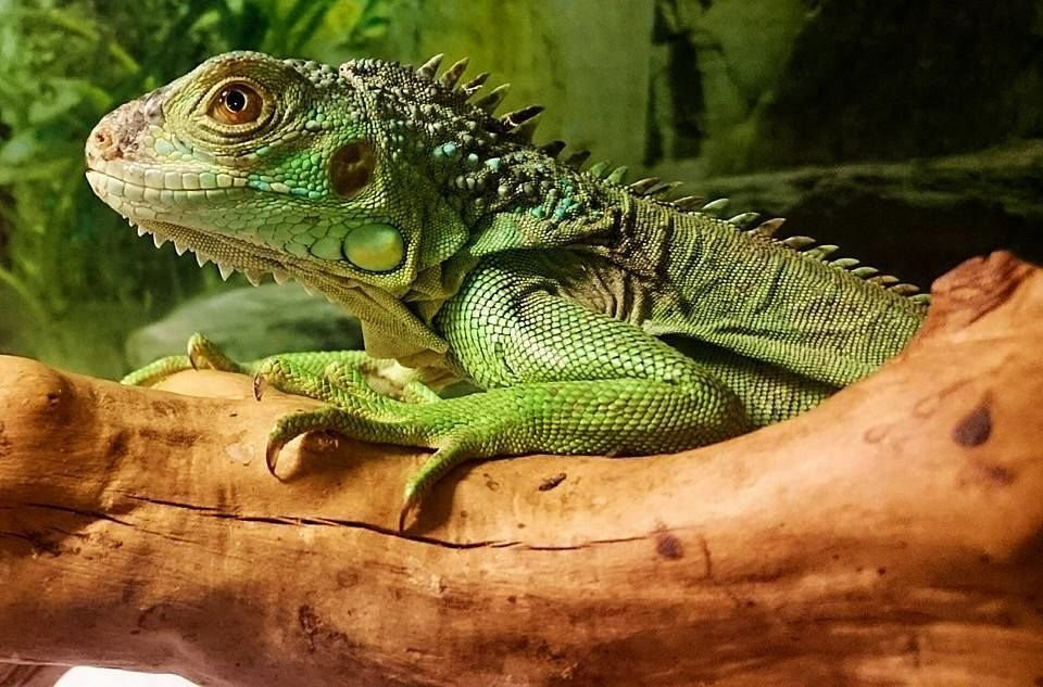 Зеленая игуана (Iguana iguana)