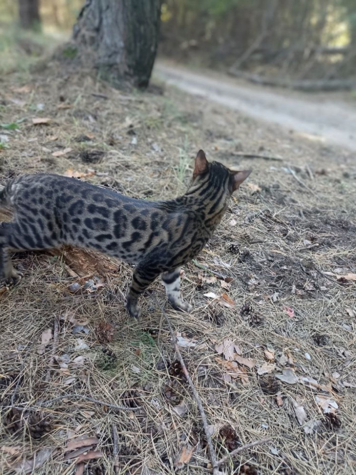 В'язка котів бенгальської породи