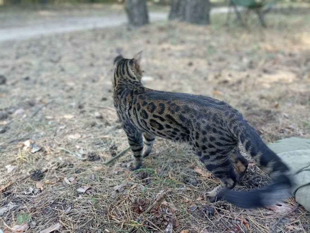 В'язка котів бенгальської породи