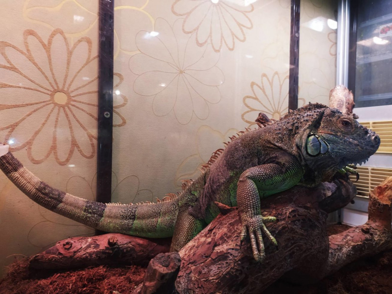 Звичайна ігуана. Iguana iguana. Розумна рептилія.