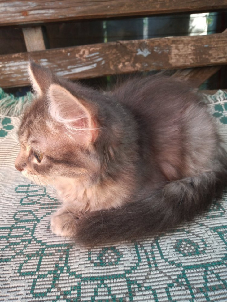 Продам Кошенят Породи Сибірська Кішка дівчинка та хлопчик