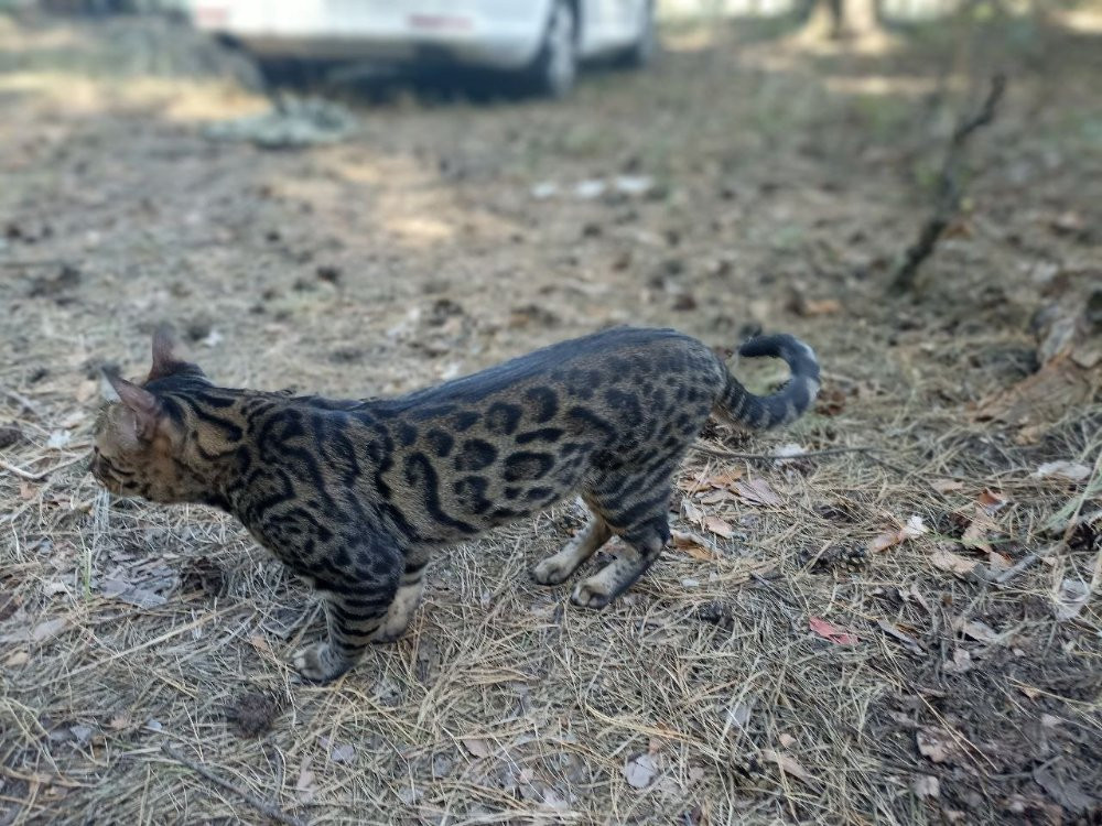 В'язка котів бенгальської породи