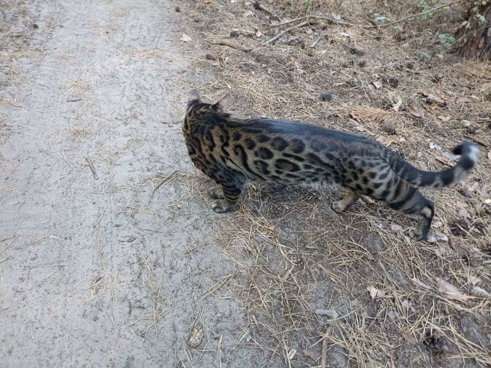 В'язка котів бенгальської породи