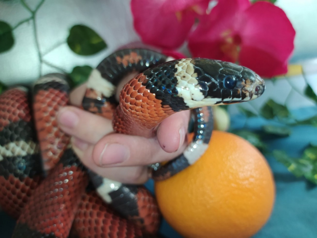 Синалойские молочные змеи. Не дадут Вам скучать!