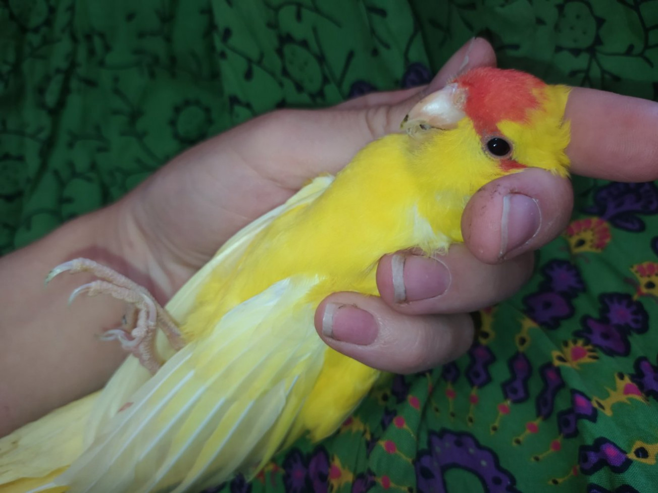 Ручні папужки какарікі. Жовтого та зеленого забарвлення. Самці та самк