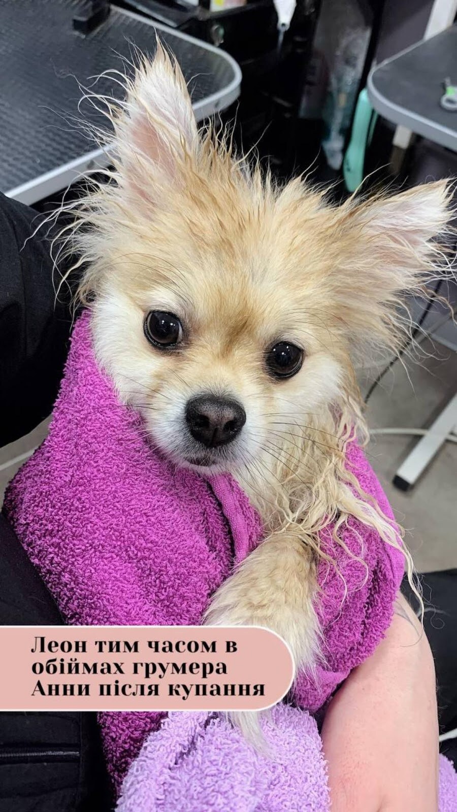 V.O.G DOG SALON