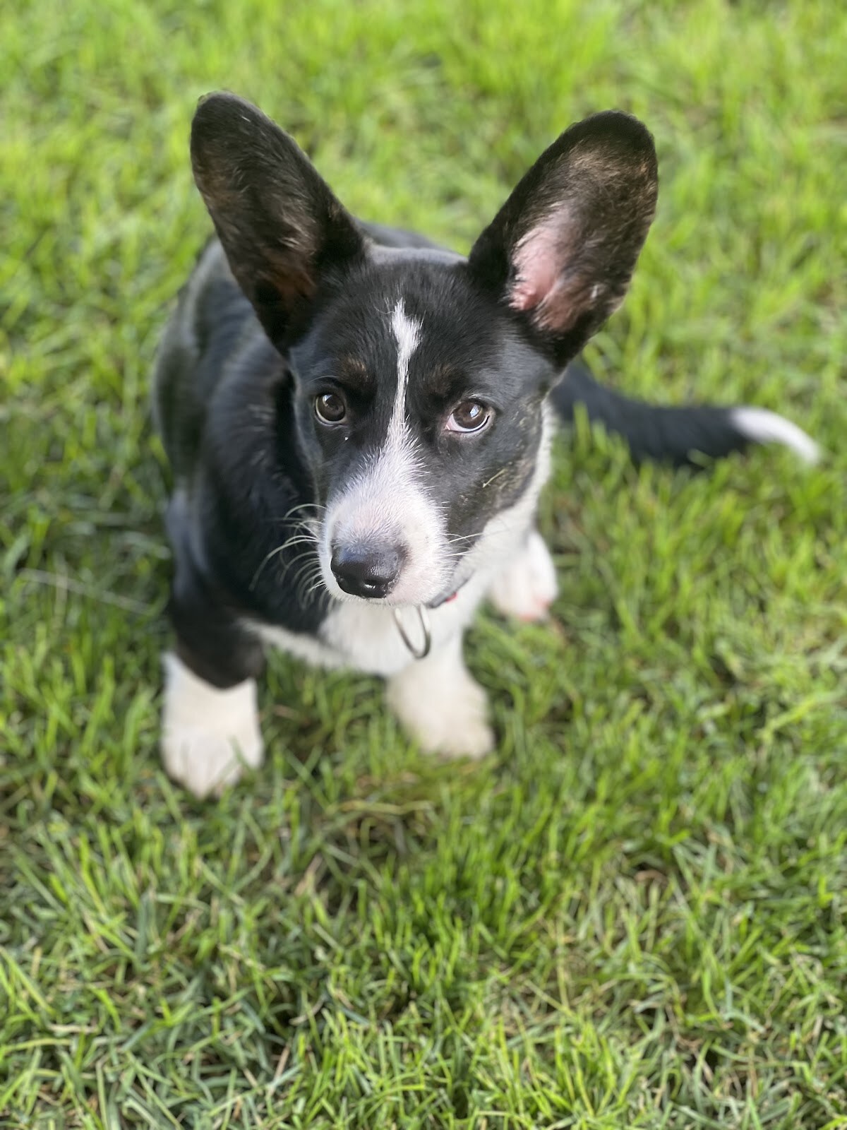 VetPet