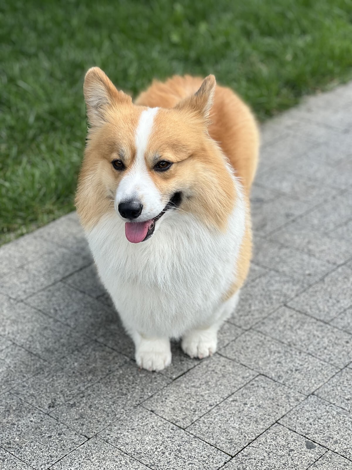 VetPet