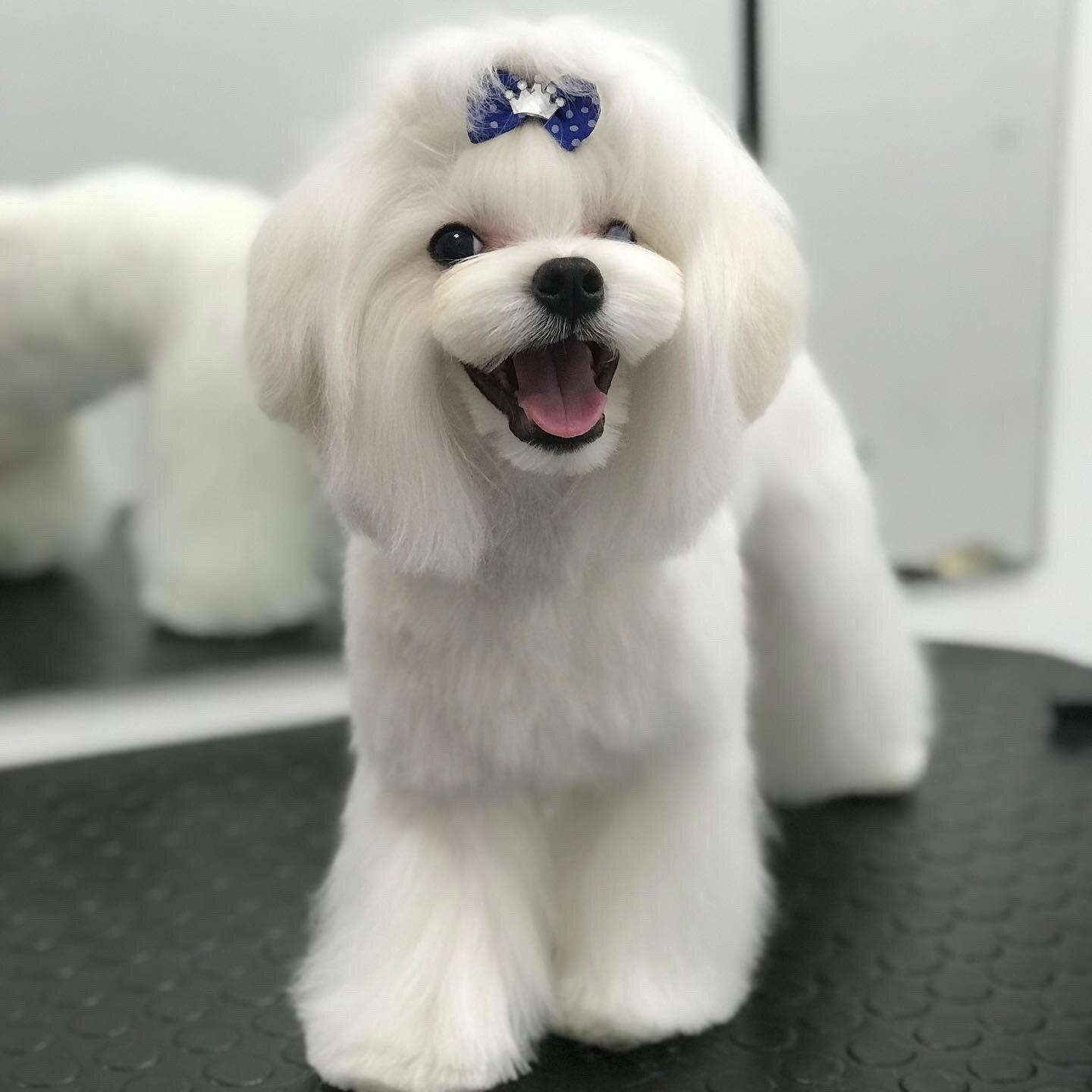 Kawaii groom