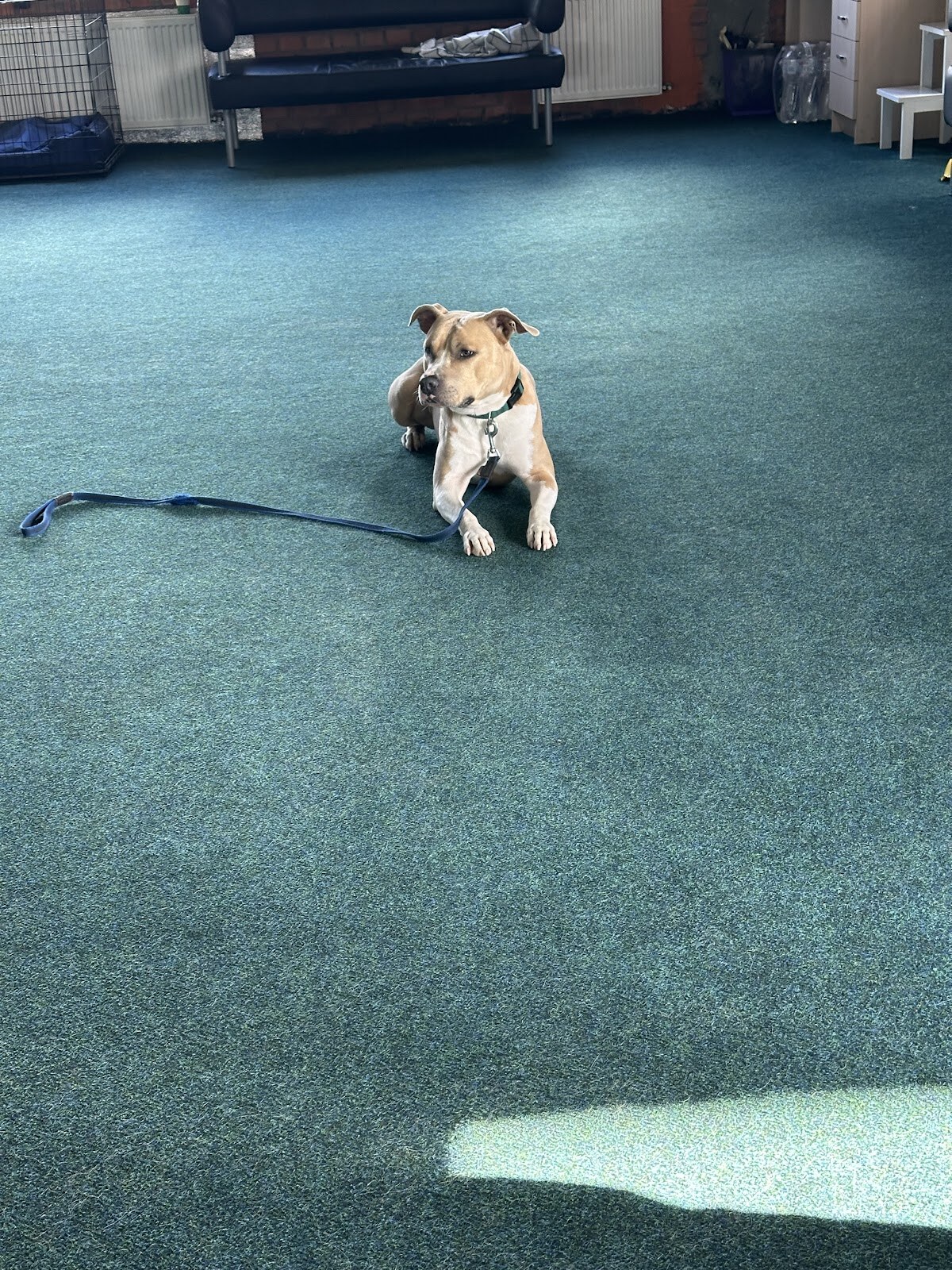 Capital Dog Training