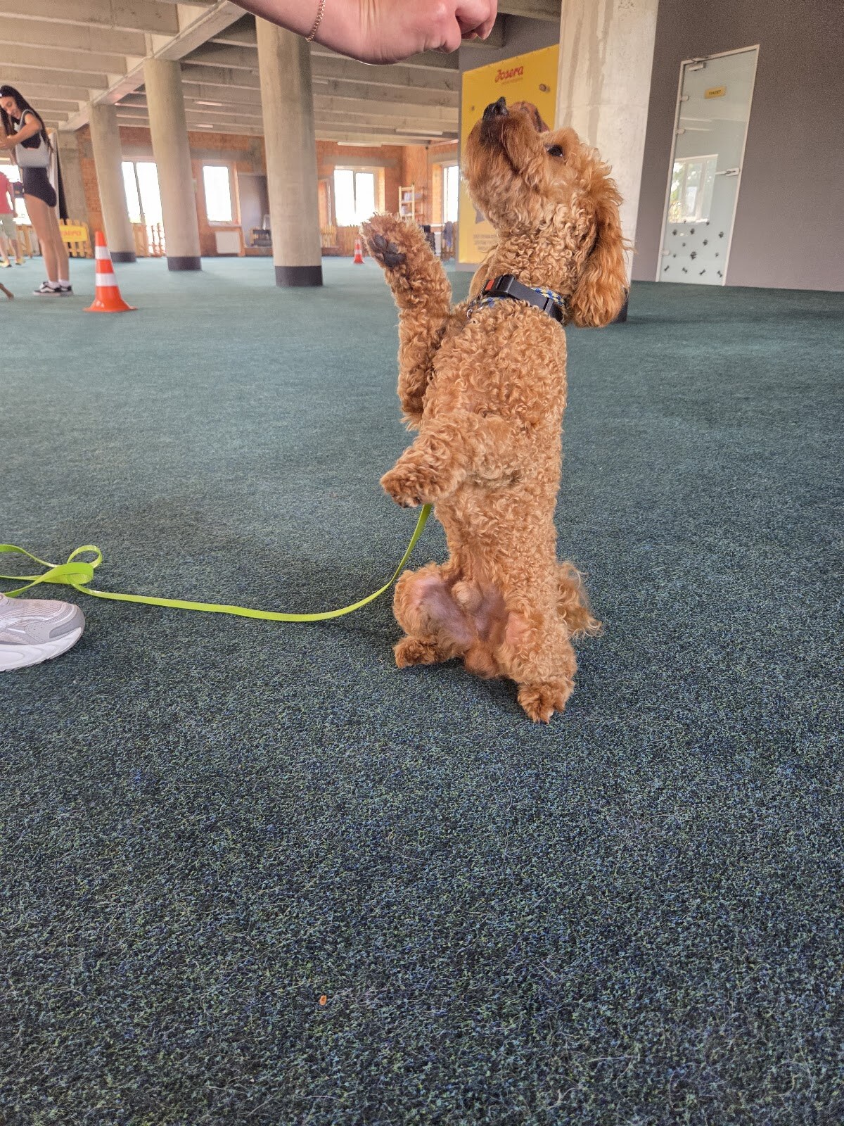 Capital Dog Training