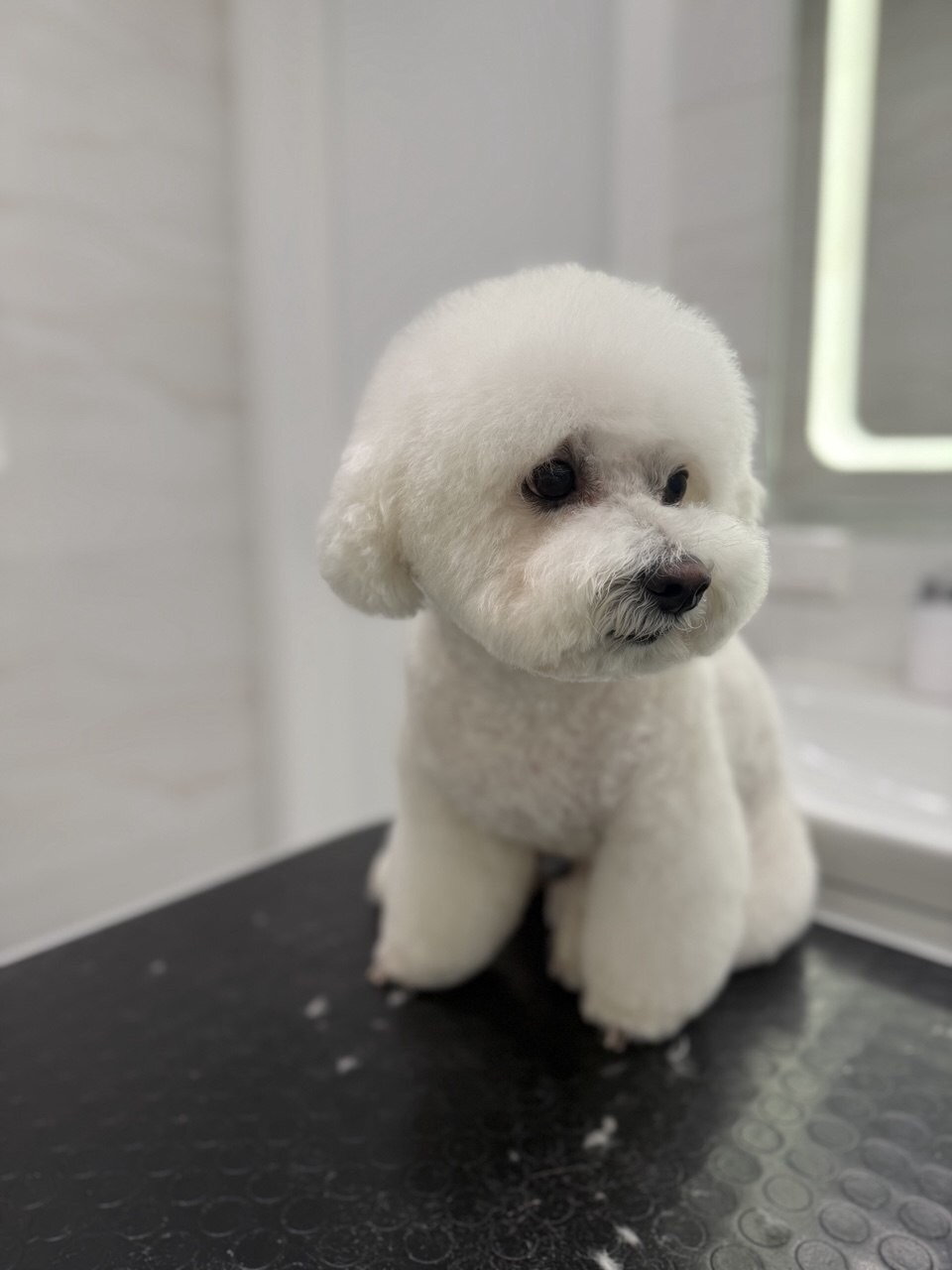 PET MARAFET