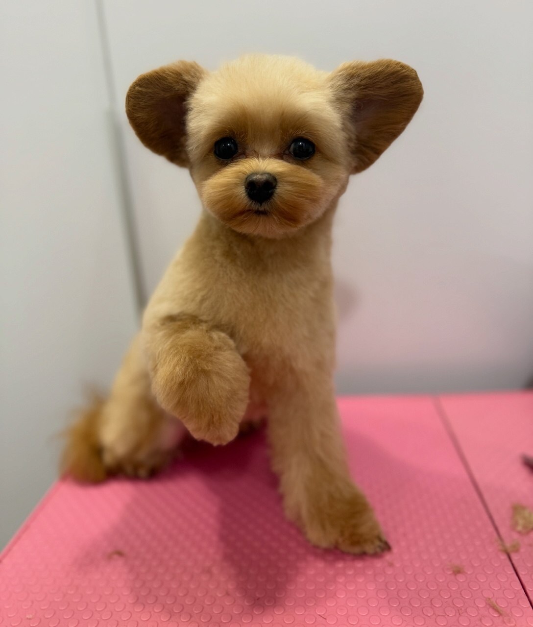 PET MARAFET
