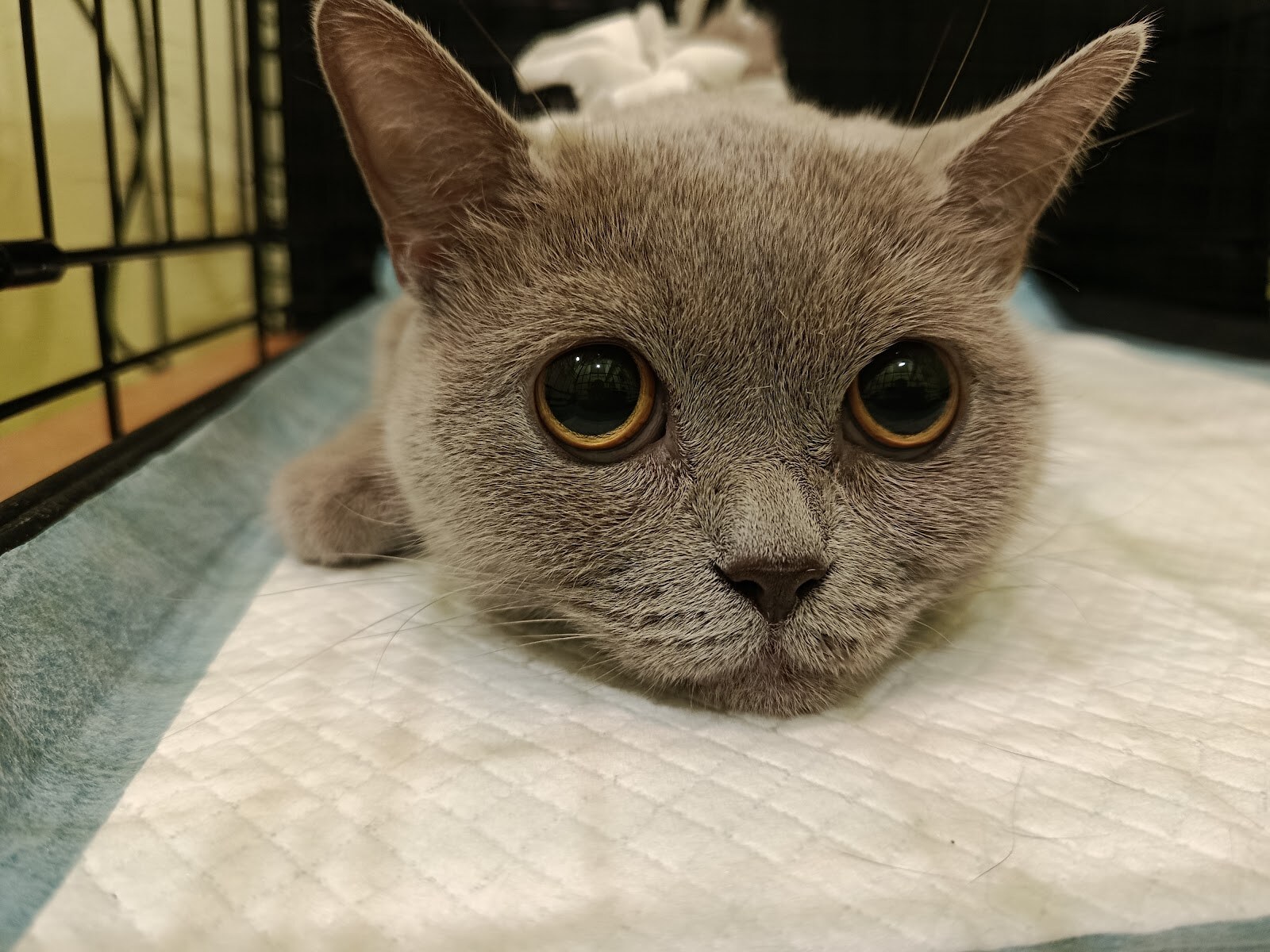 Муркотель Готель для котів