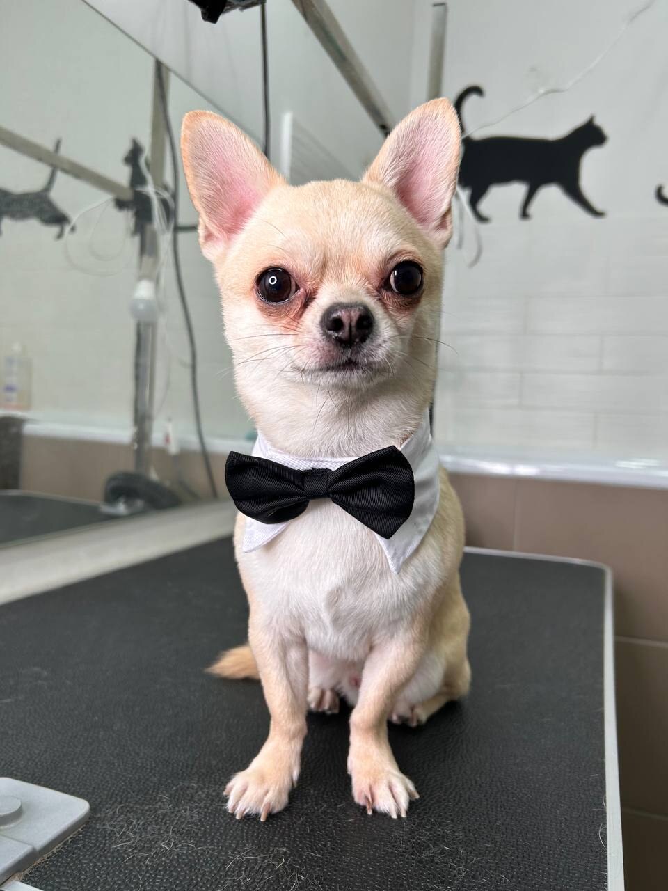 Грумінг Groom Nyvky