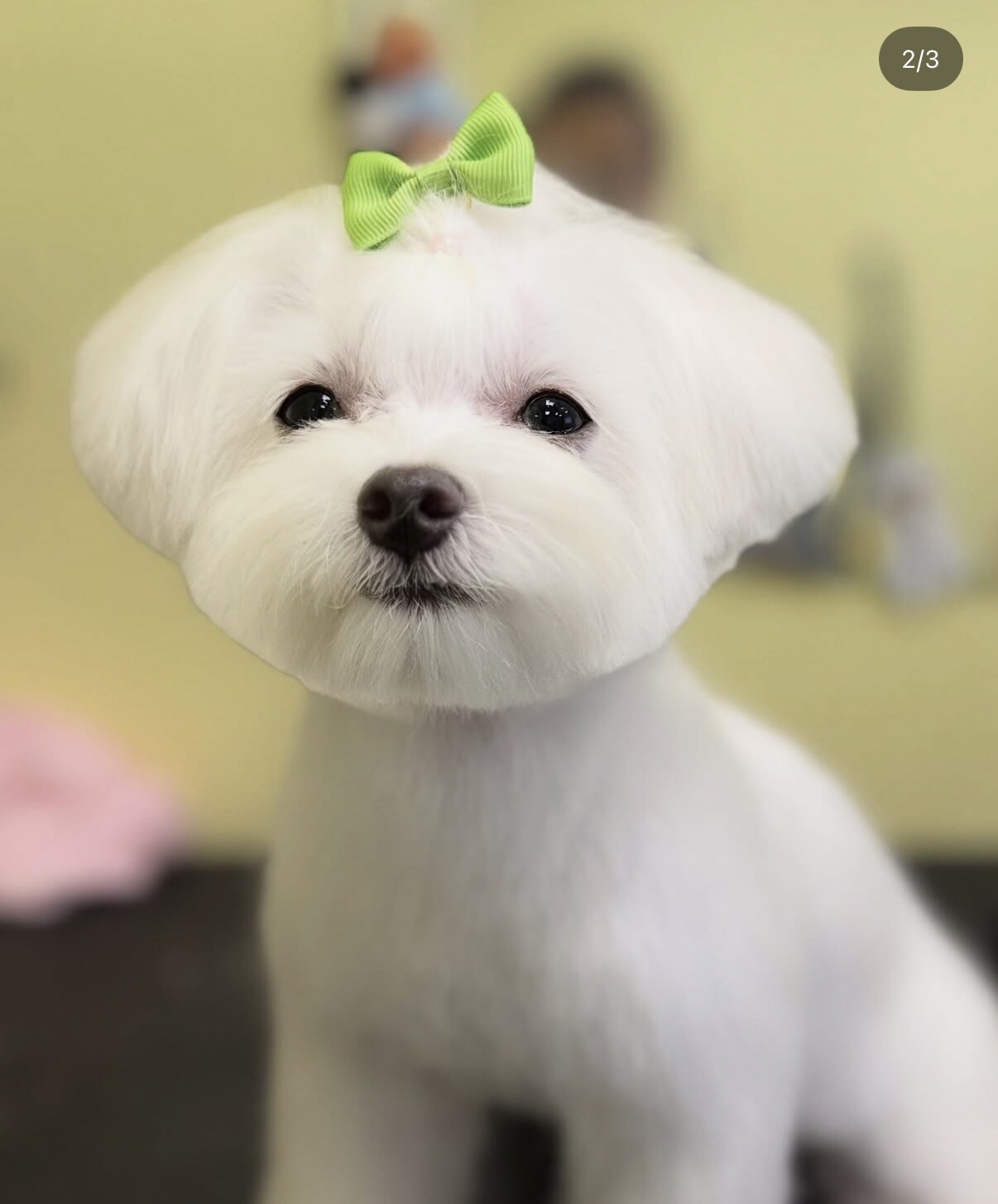 Doggy Smile