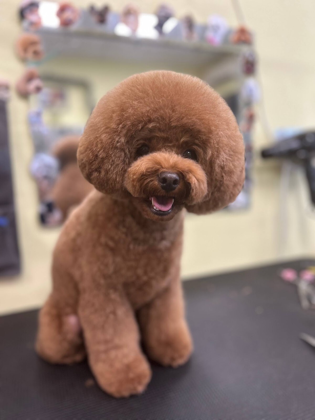 Doggy Smile