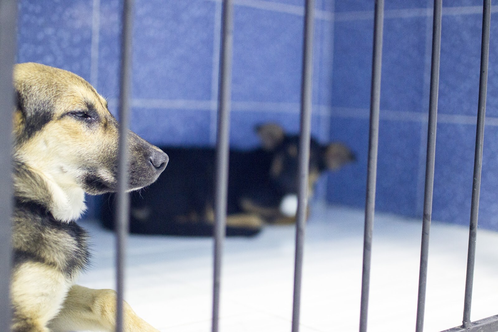 Ветеринарна клініка SuperVet