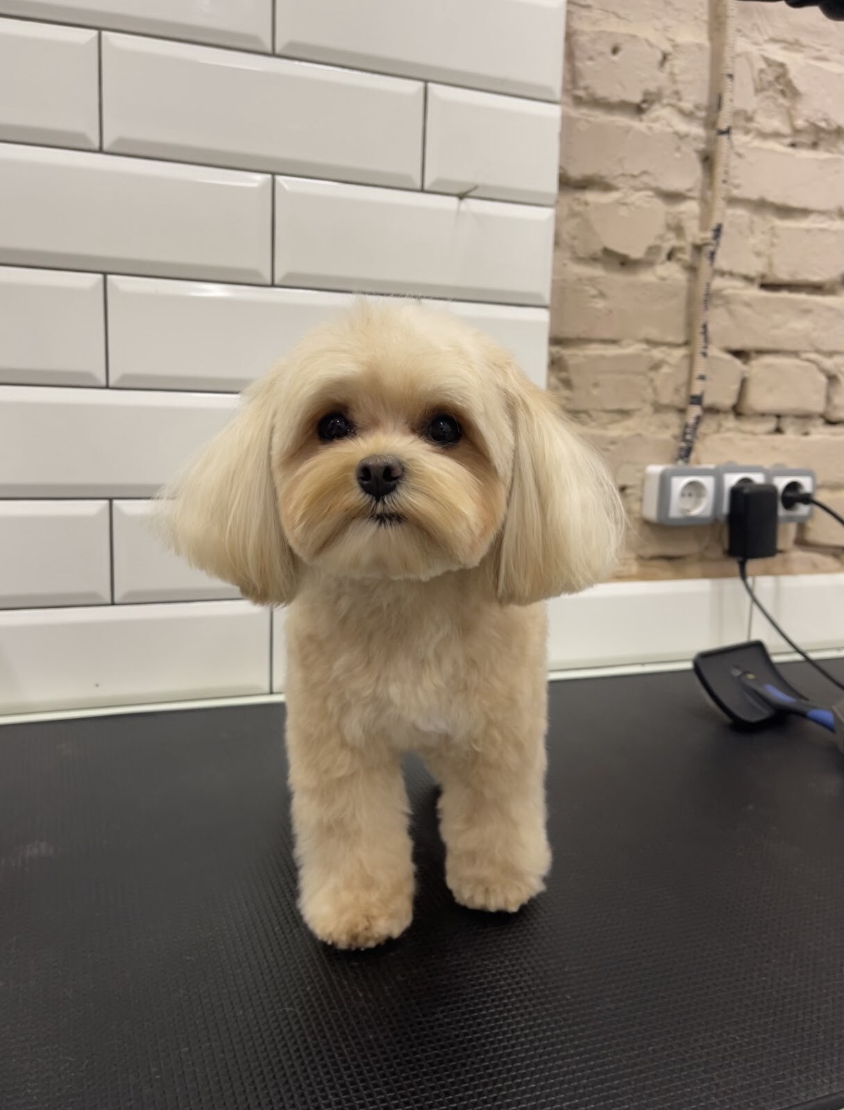 Грумінг салон HiPaw