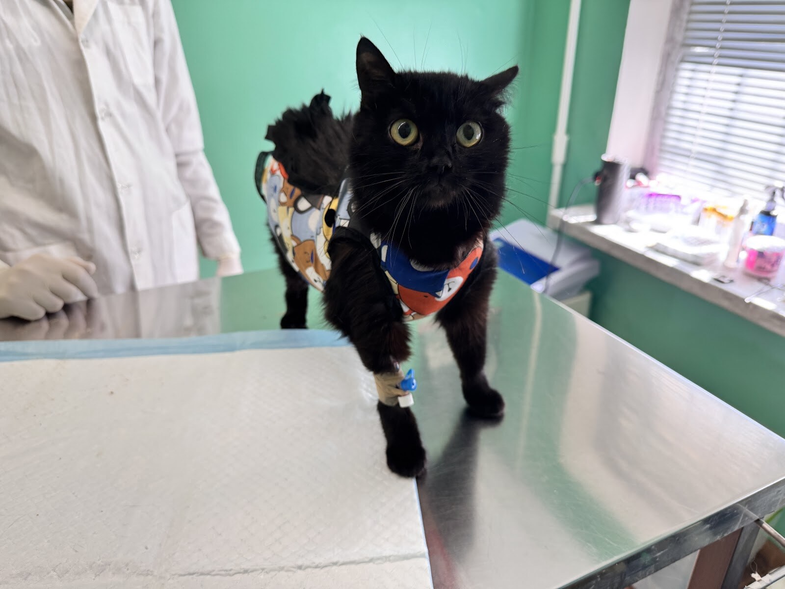 Vet Friend