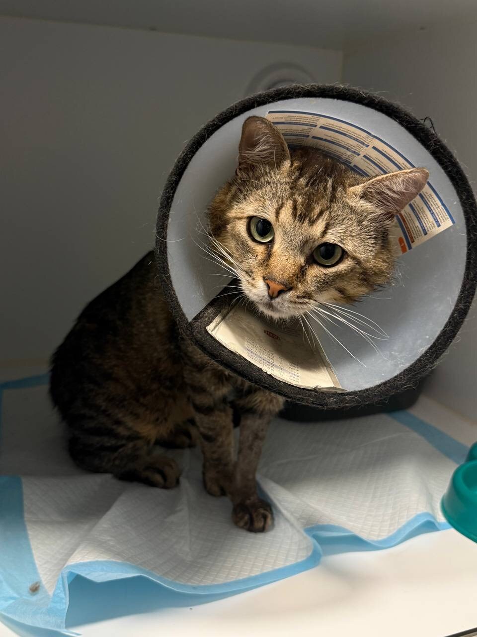 VetCare