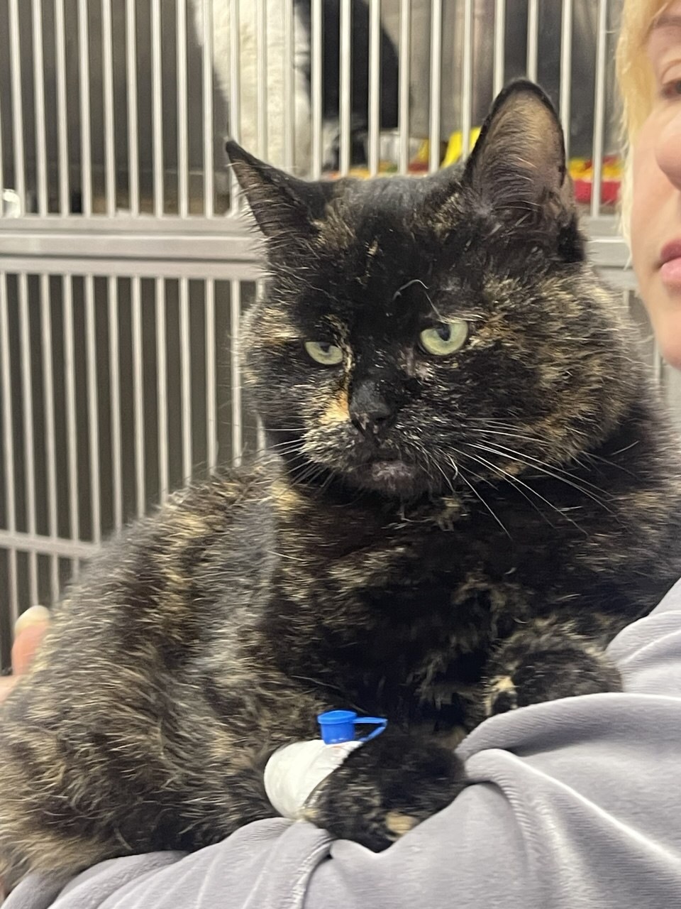 VetCare
