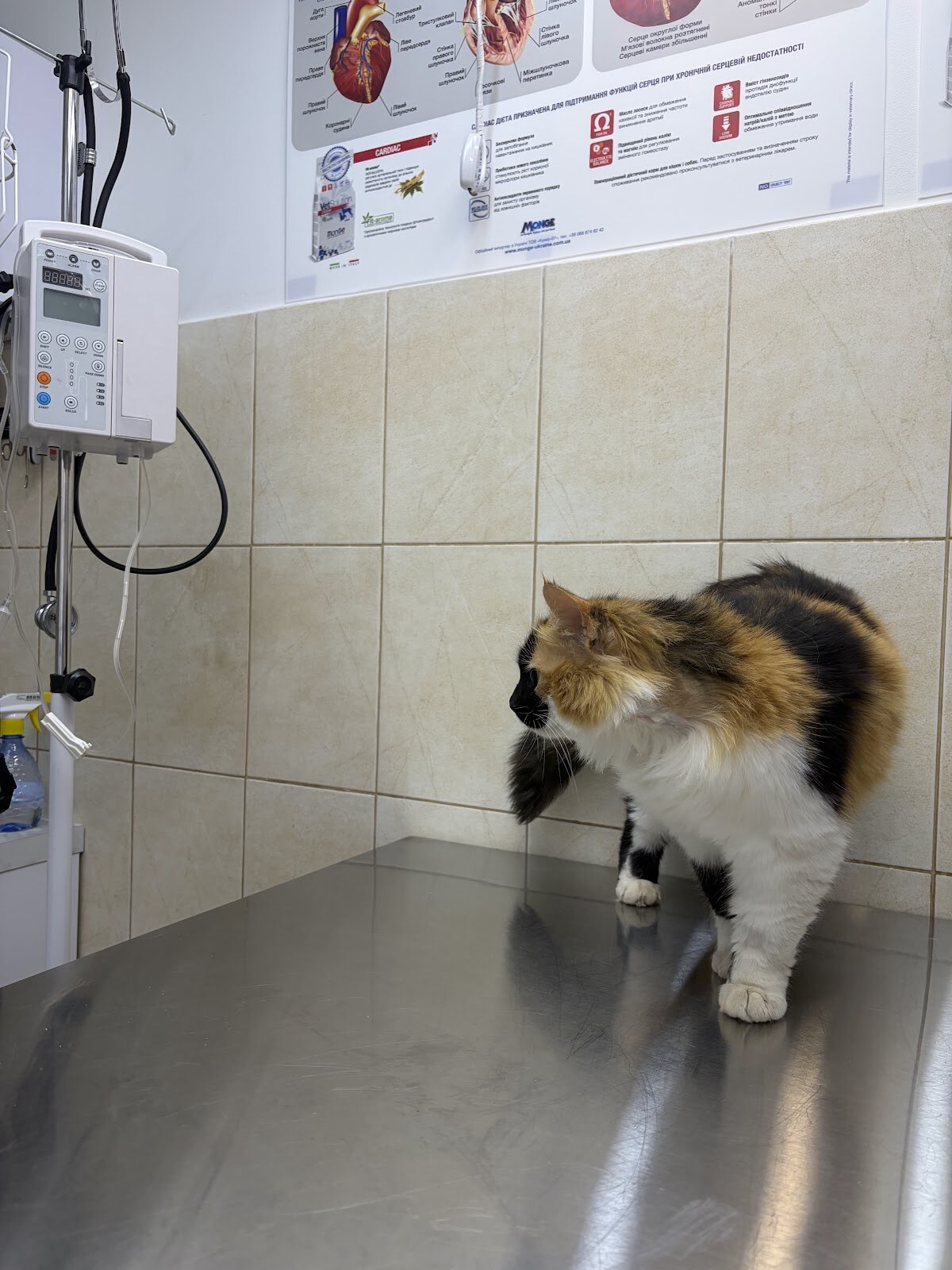 Viva Vet Ветеринарна клініка та грумінг