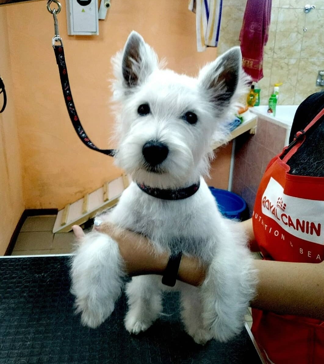 Ветеринарная клиника Lucky Star Песочин