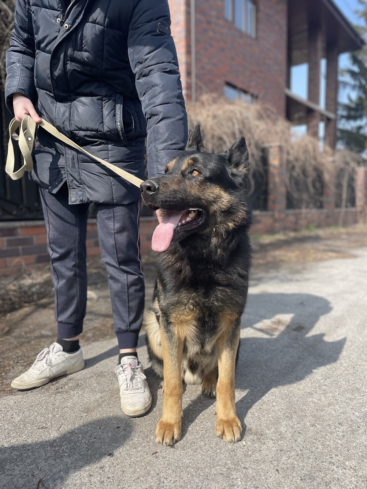 Школа дресирування собак King Dog