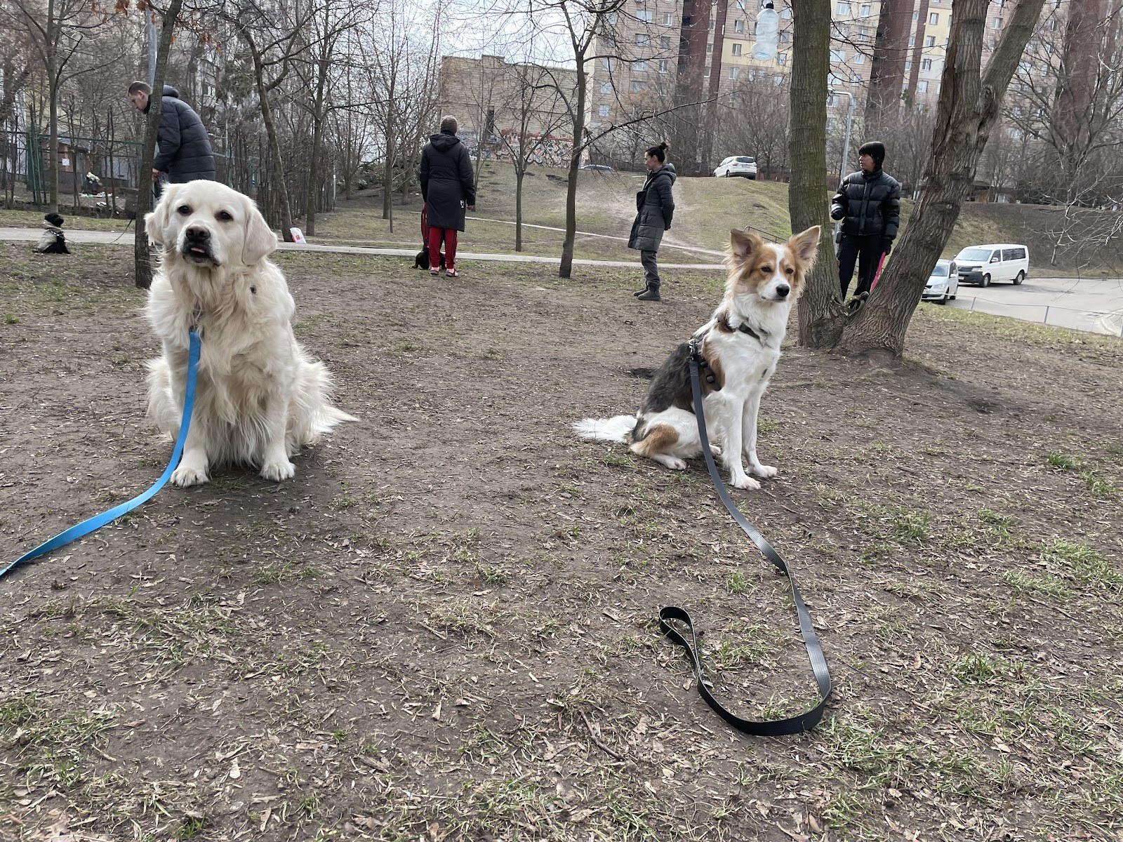 Школа дресирування собак King Dog