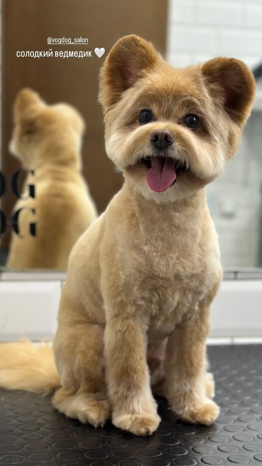V.O.G DOG SALON