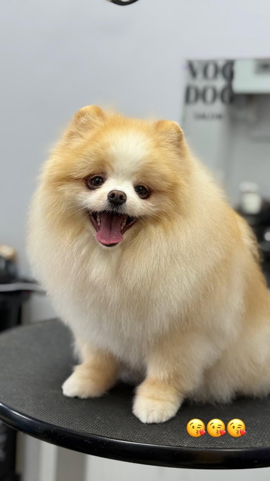 V.O.G DOG SALON