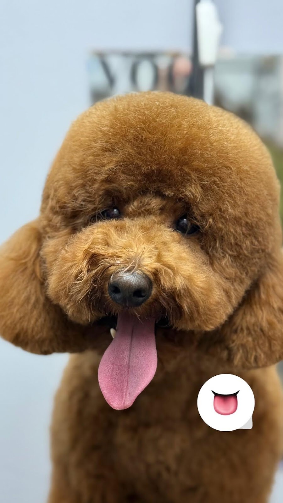 V.O.G DOG SALON
