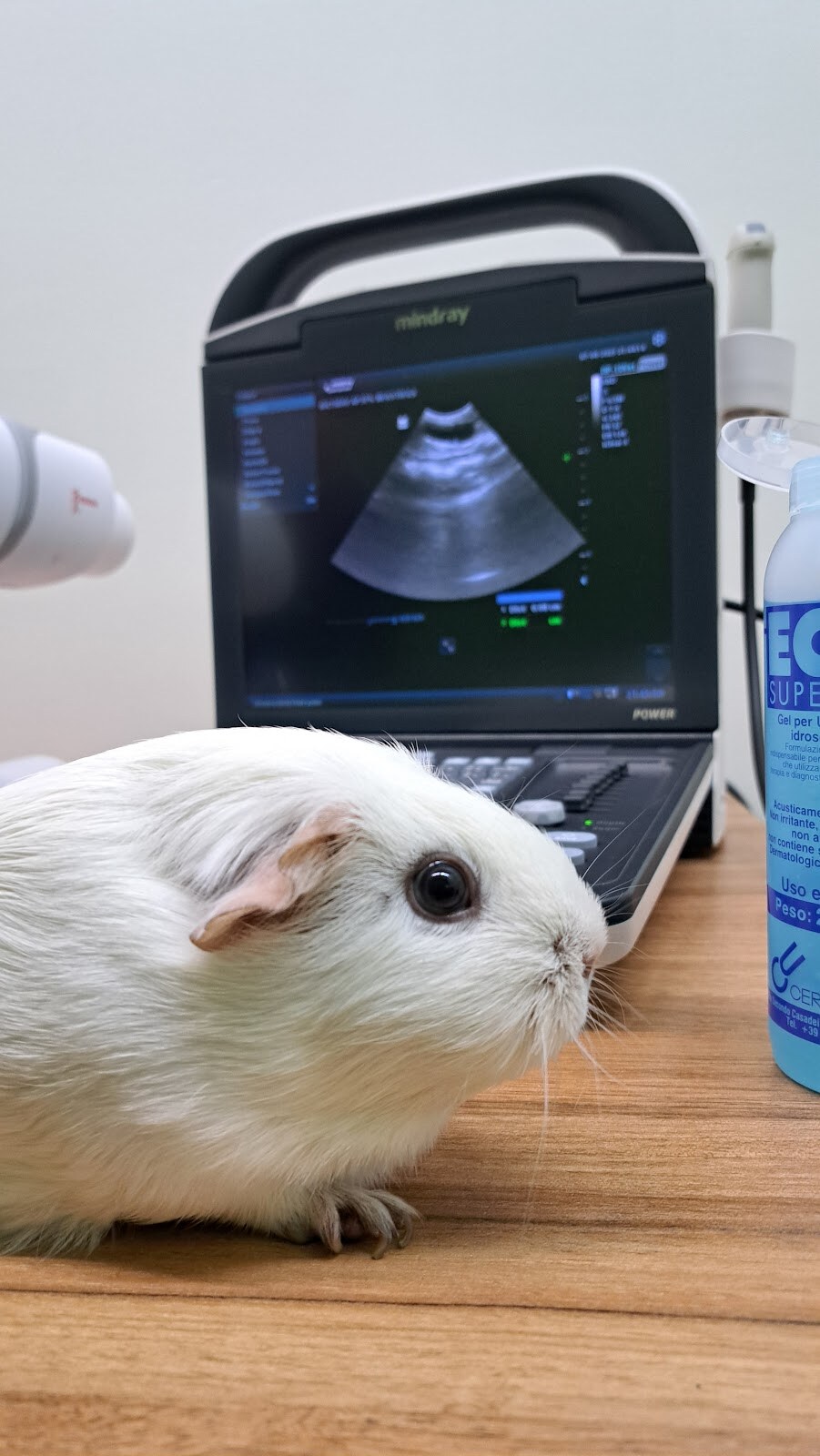 «Kiwi» шпиталь для екзотичних тварин