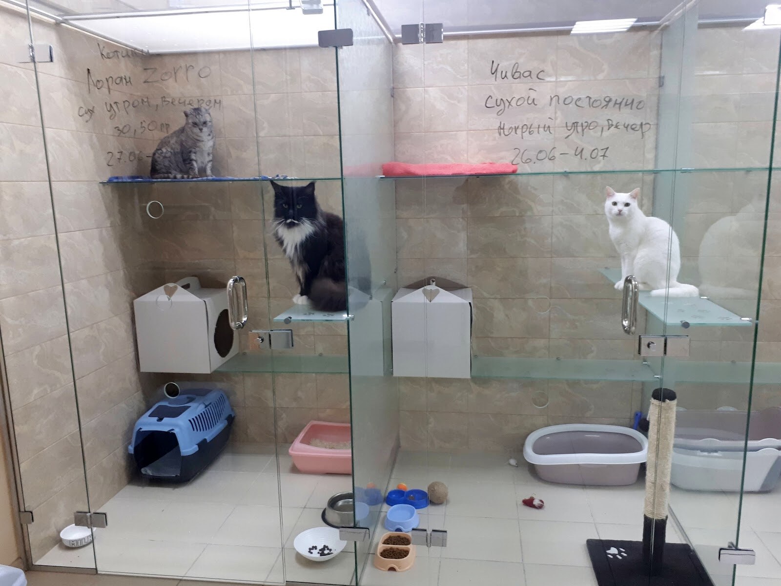 Готель для котів в Києві «КАЗКА»