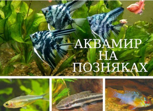 Аквасвіт