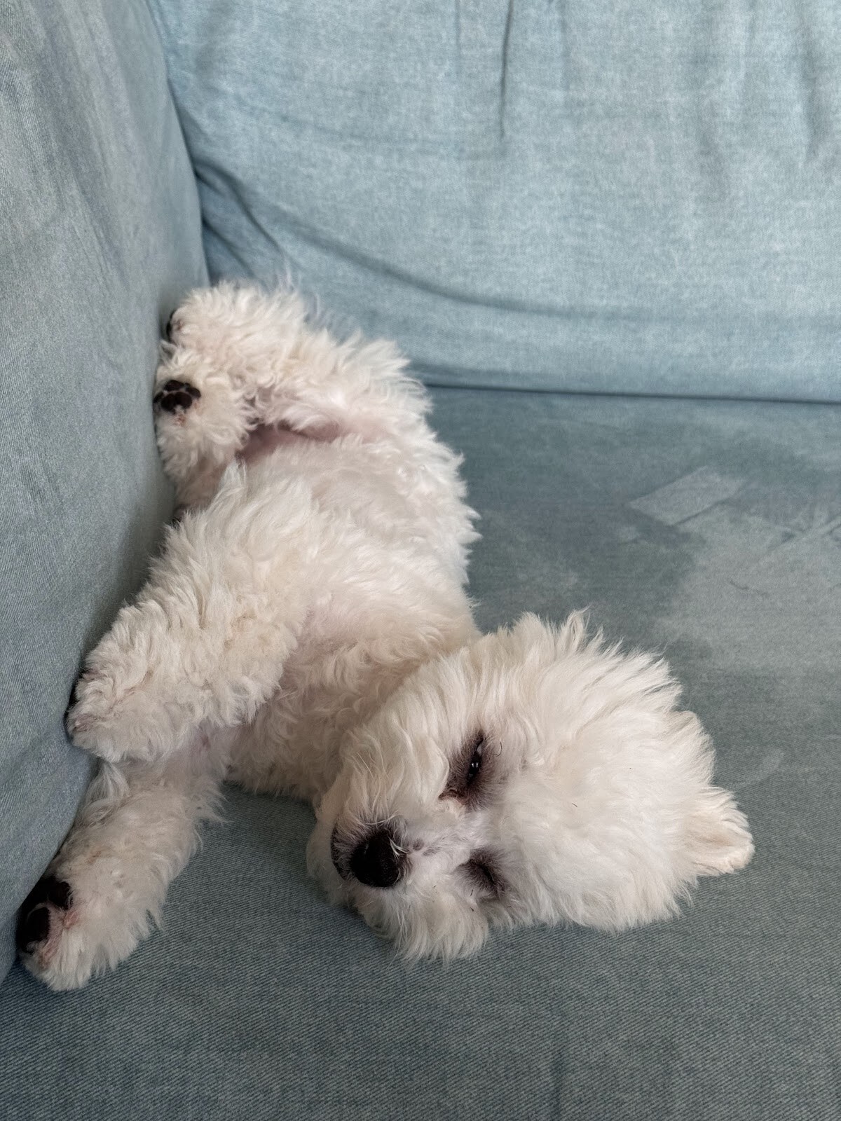 Podolgroom