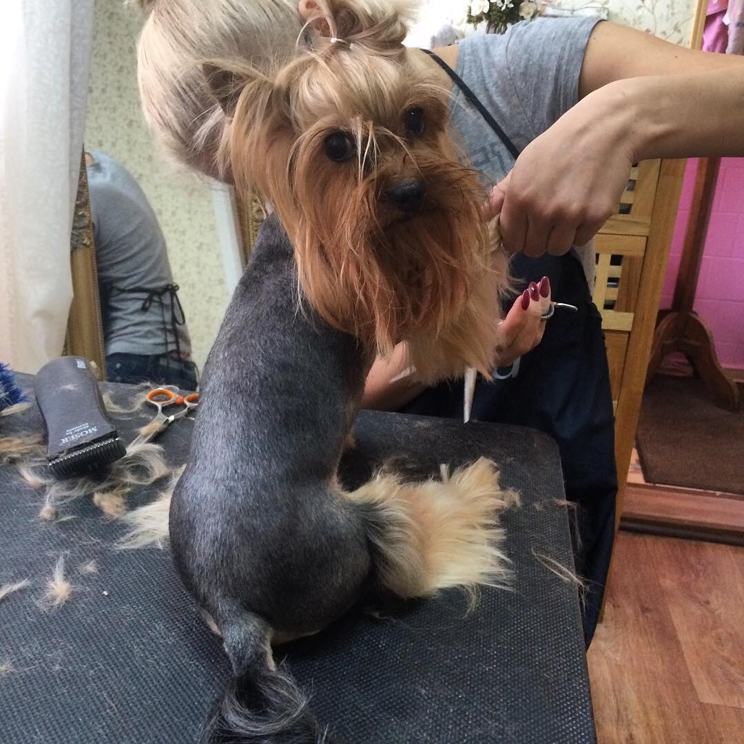 Зоосалон GroomRoom