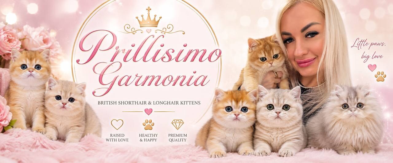 Питомник британских и шотландских кошек Prillisimo-Garmonia