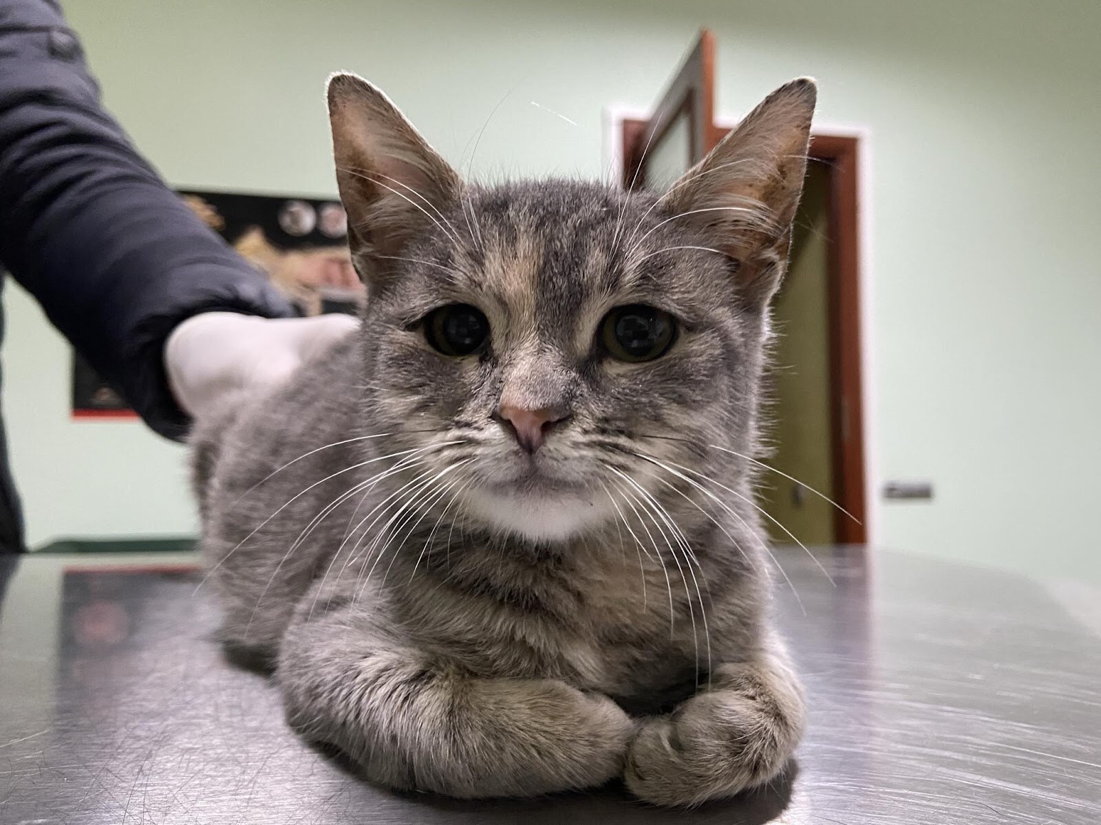 ветеринарна клініка Hard Vet