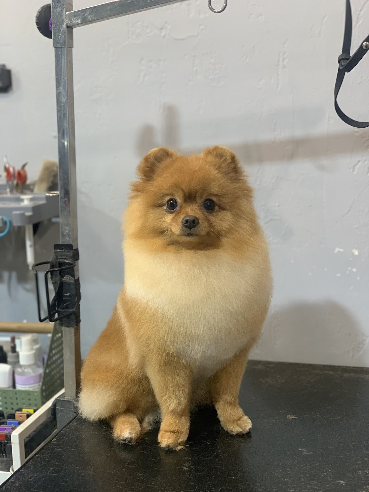 MamaPet груминг салон