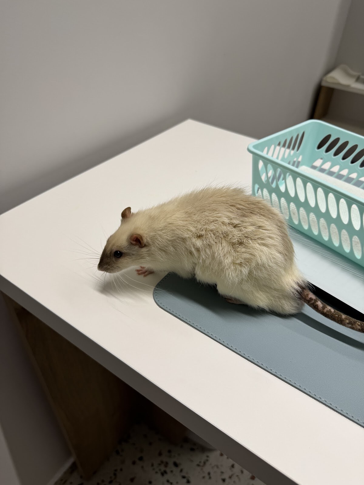 RatVet