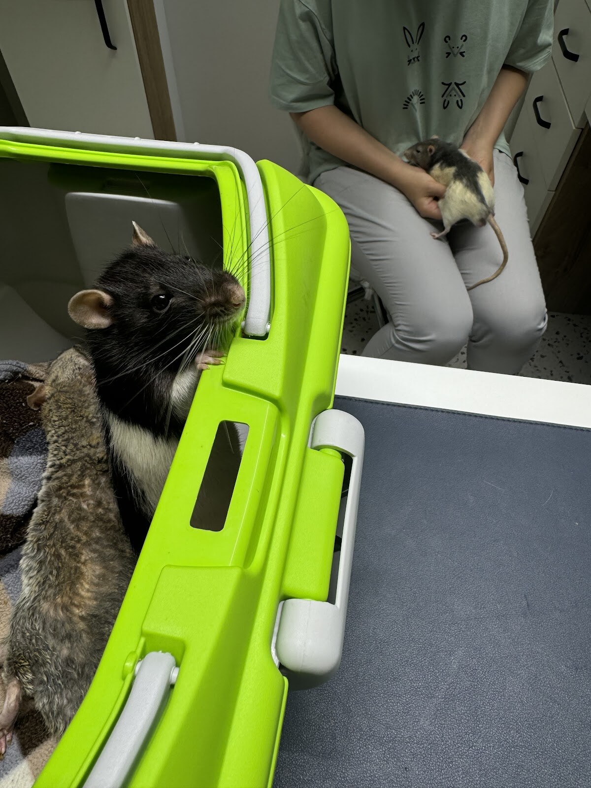 RatVet