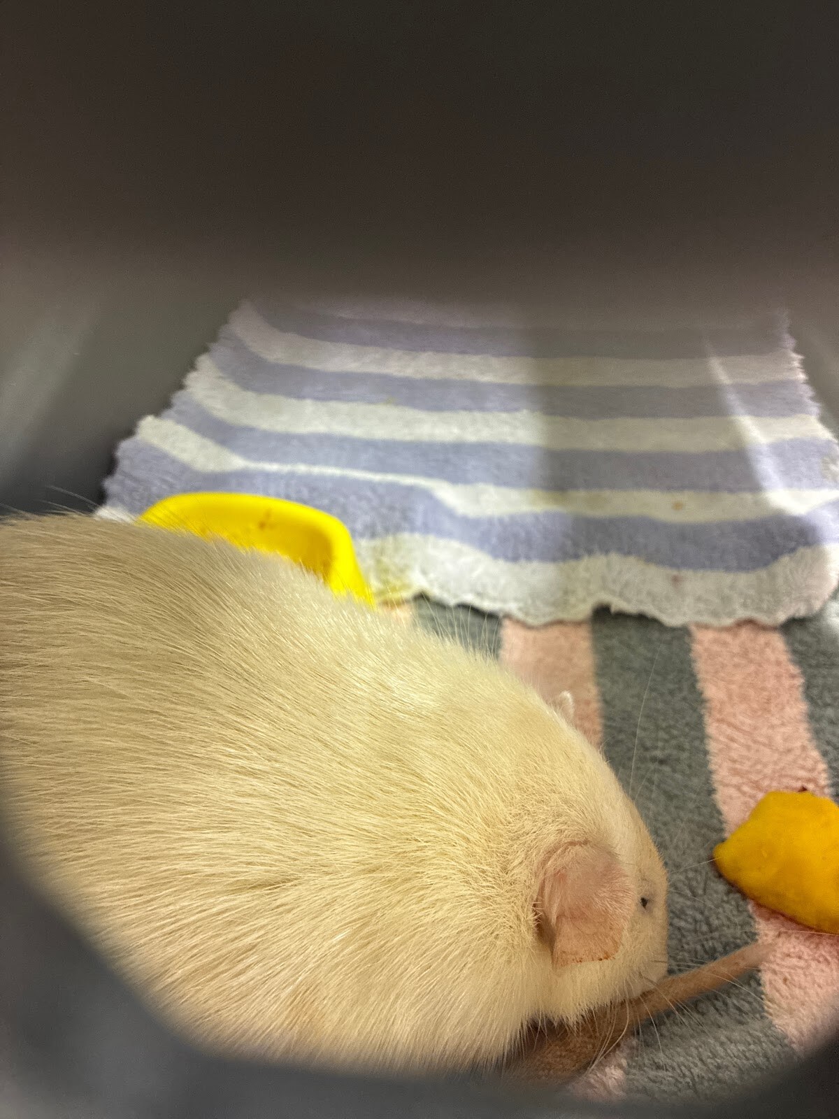 RatVet