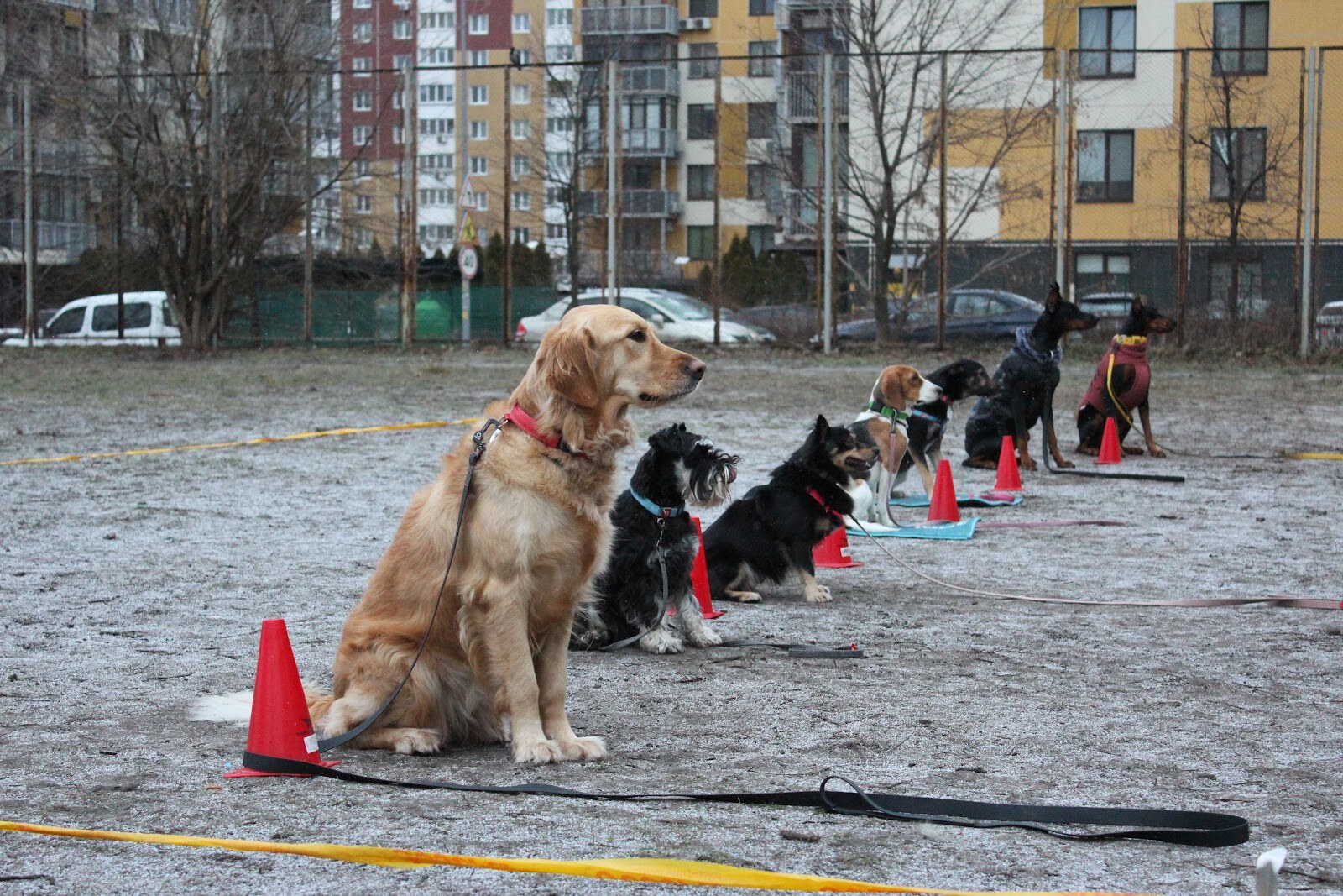 Дресирування собак MaliGuards Club K9